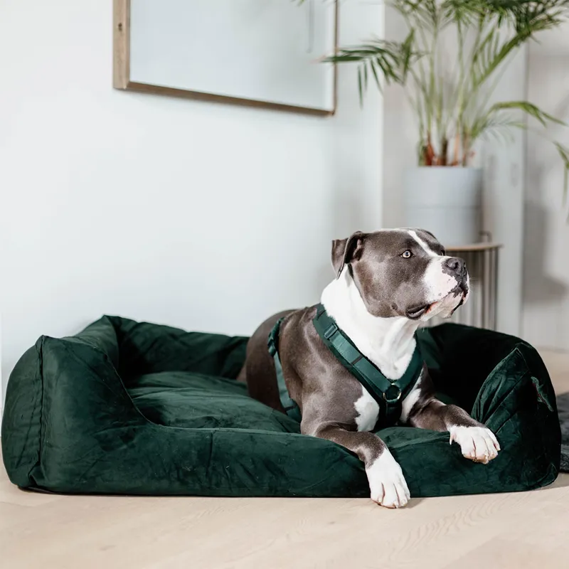 Kentucky Velvet Dog Bed - Pine Green-4