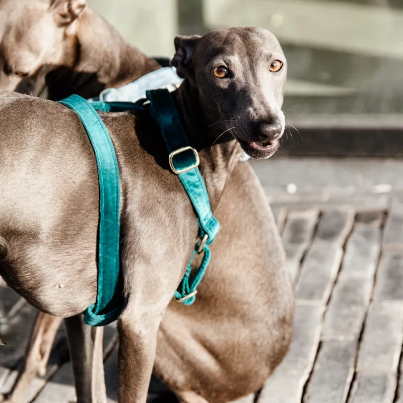 Kentucky Velvet Loop Dog Harness - Emerald-8