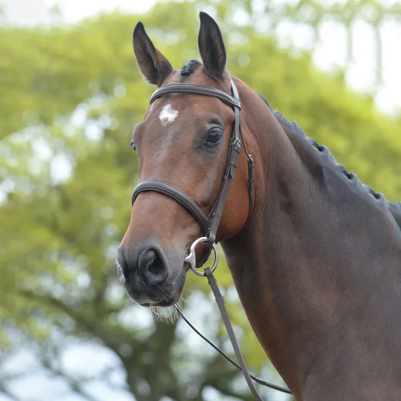 Kincade Raised Cavesson II Bridle with Reins - Brown