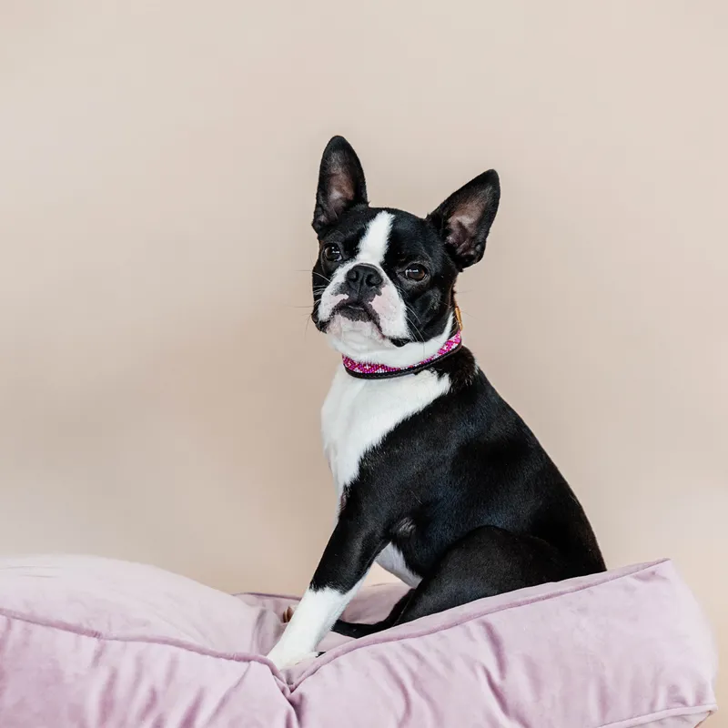 Kentucky Velvet Pillow Dog Bed - Old Rose-6