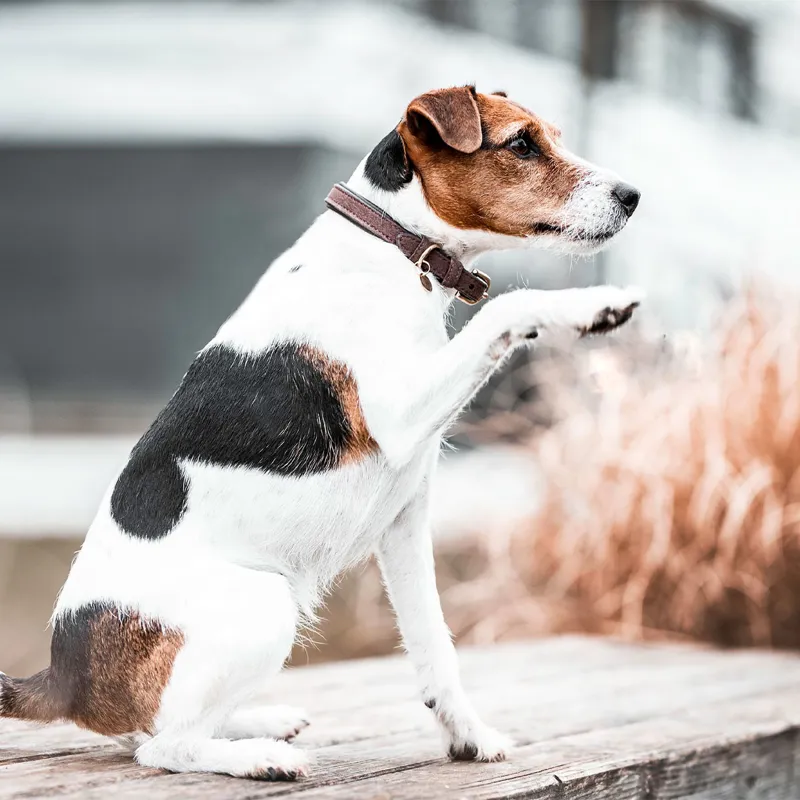 Kentucky Leather Velvet Dog Collar - Brown-2