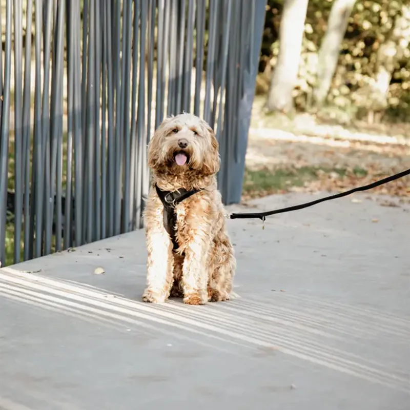 Kentucky Velvet Dog Lead - Black-1