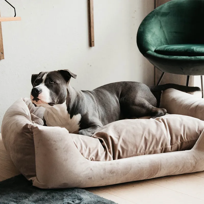Kentucky Velvet Dog Bed - Beige-6