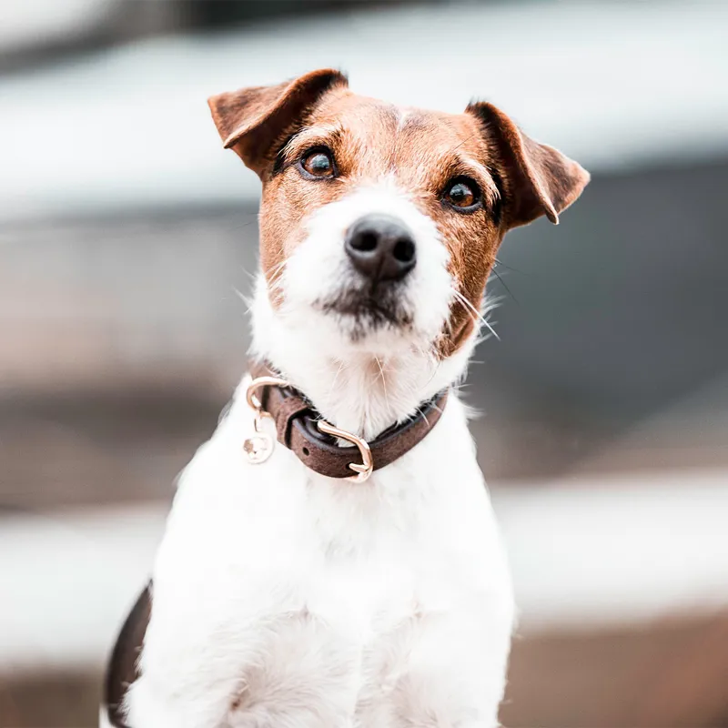 Kentucky Leather Velvet Dog Collar - Brown