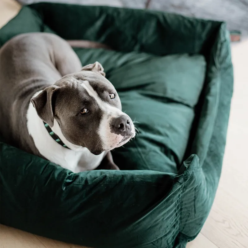 Kentucky Velvet Dog Bed - Pine Green-2