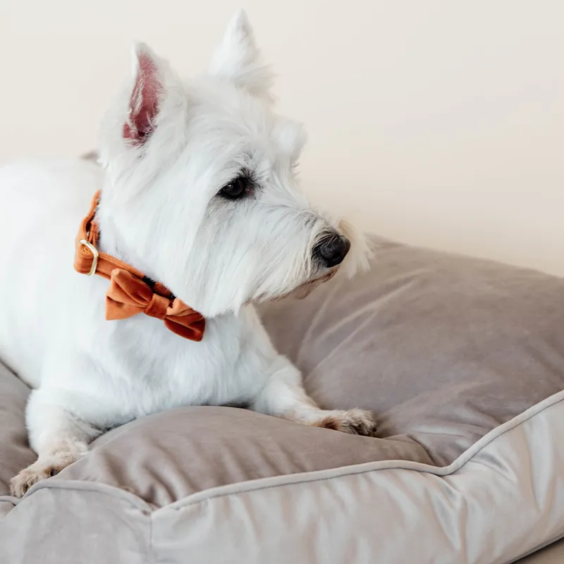 Kentucky Velvet Pillow Dog Bed - Beige-9