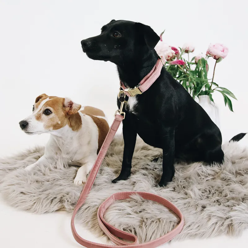 Kentucky Velvet Dog Lead - Old Rose-2