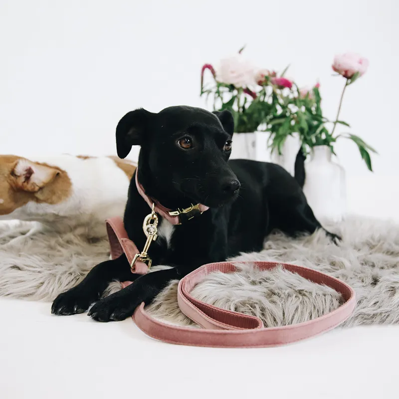 Kentucky Velvet Dog Lead - Old Rose-5