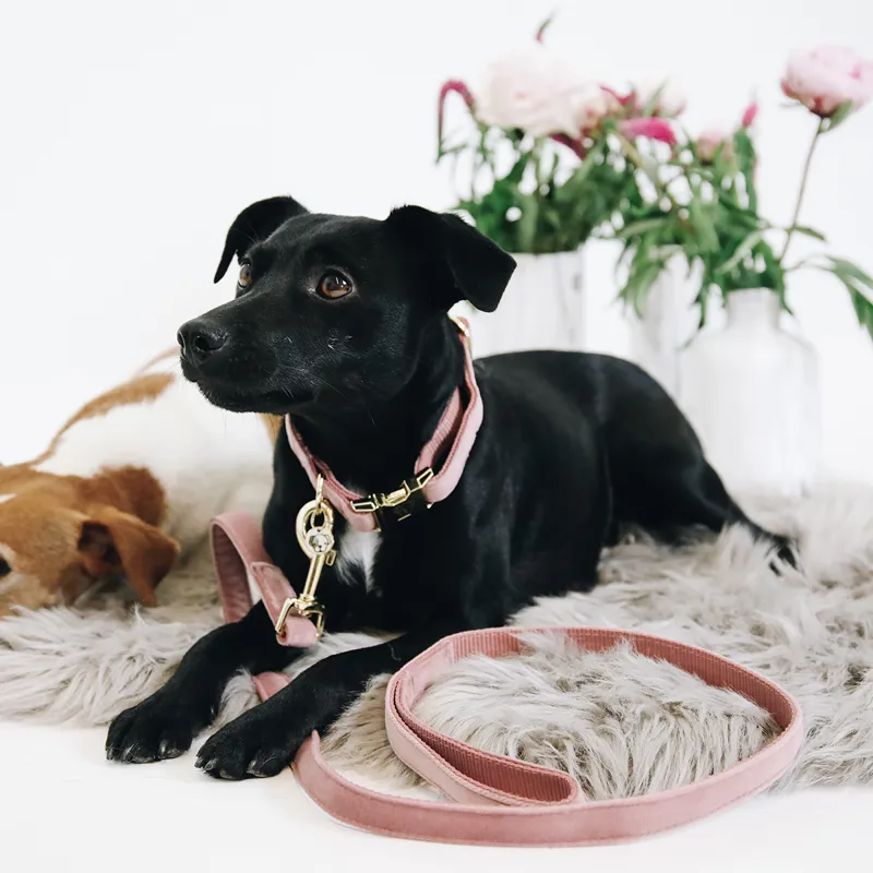 Kentucky Velvet Dog Lead - Old Rose