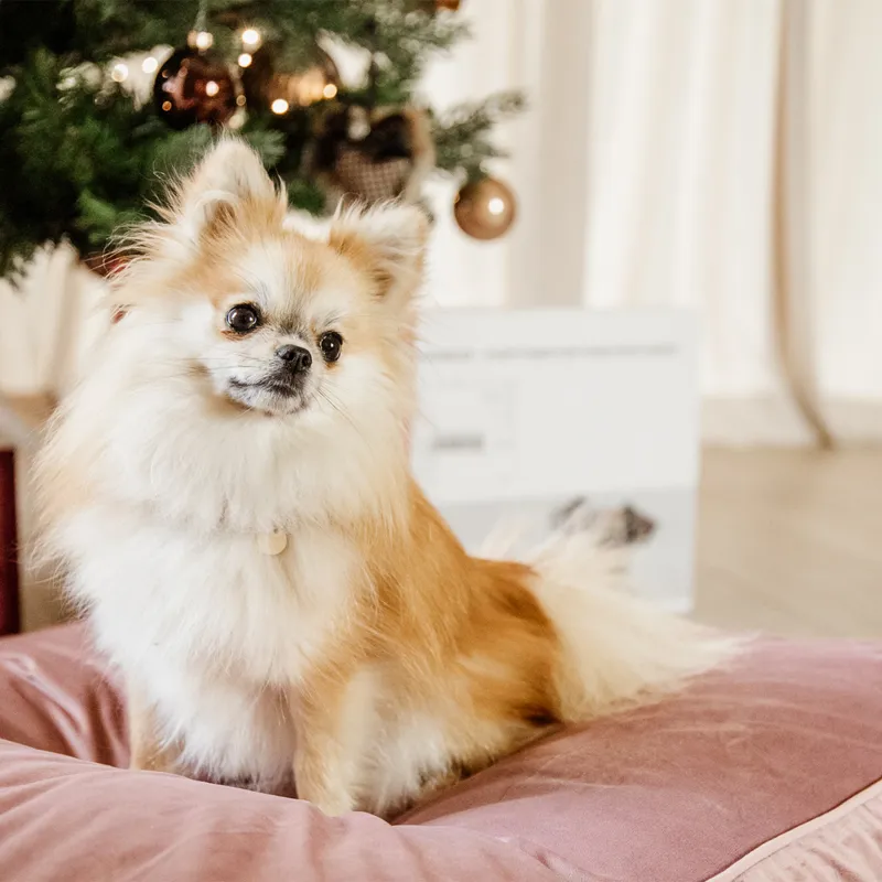 Kentucky Velvet Pillow Dog Bed - Old Rose-11