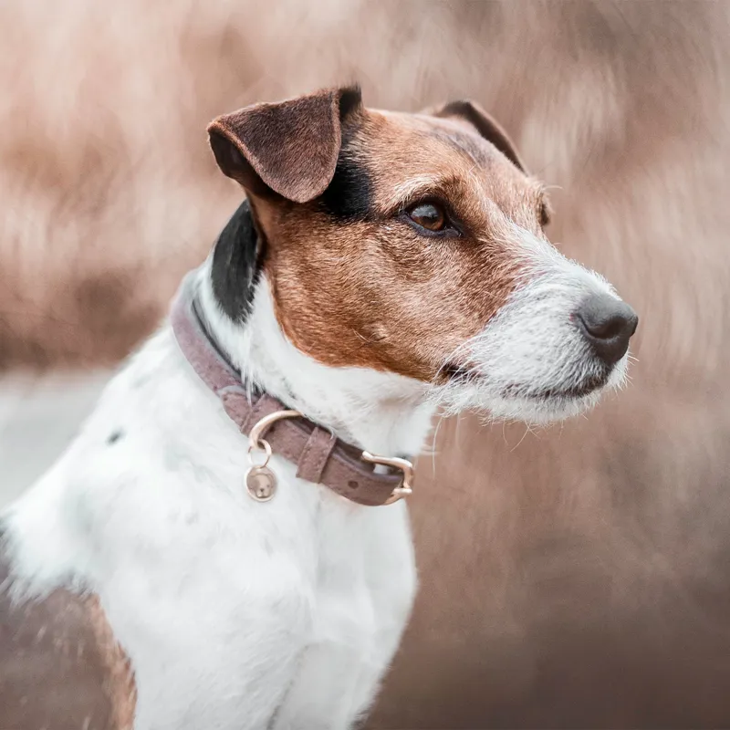 Kentucky Leather Velvet Dog Collar - Brown-1