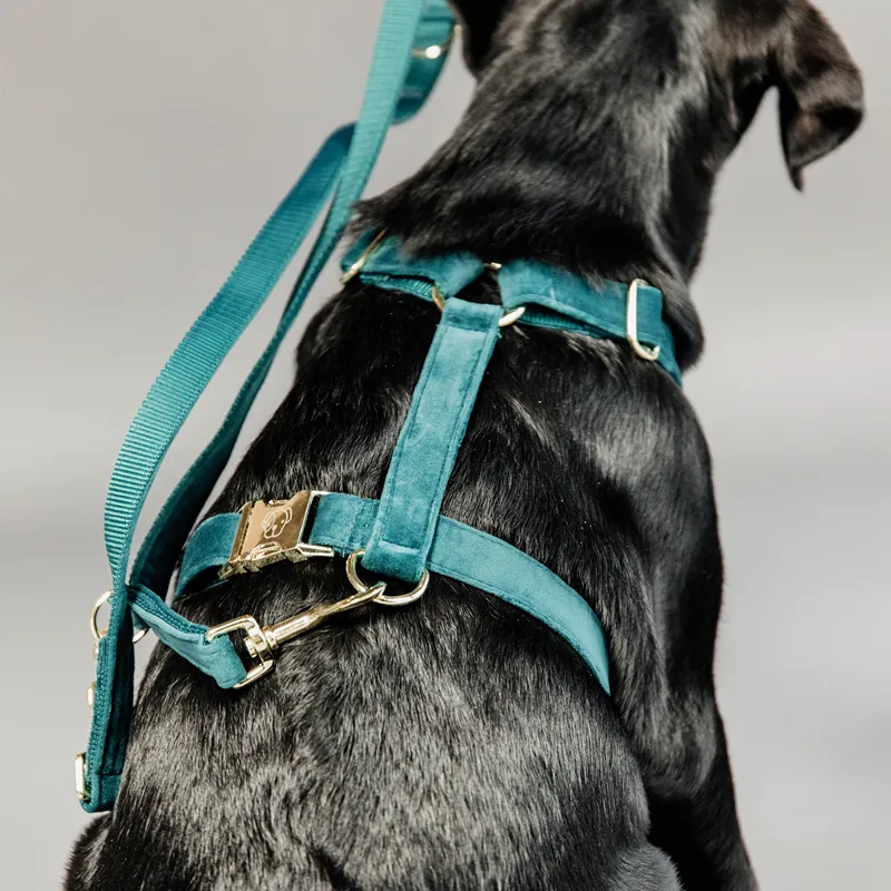 Kentucky Velvet Loop Dog Harness - Emerald-3