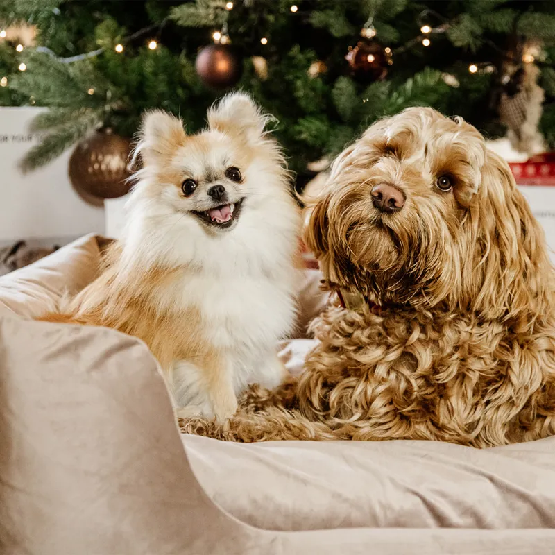 Kentucky Velvet Dog Bed - Beige-2