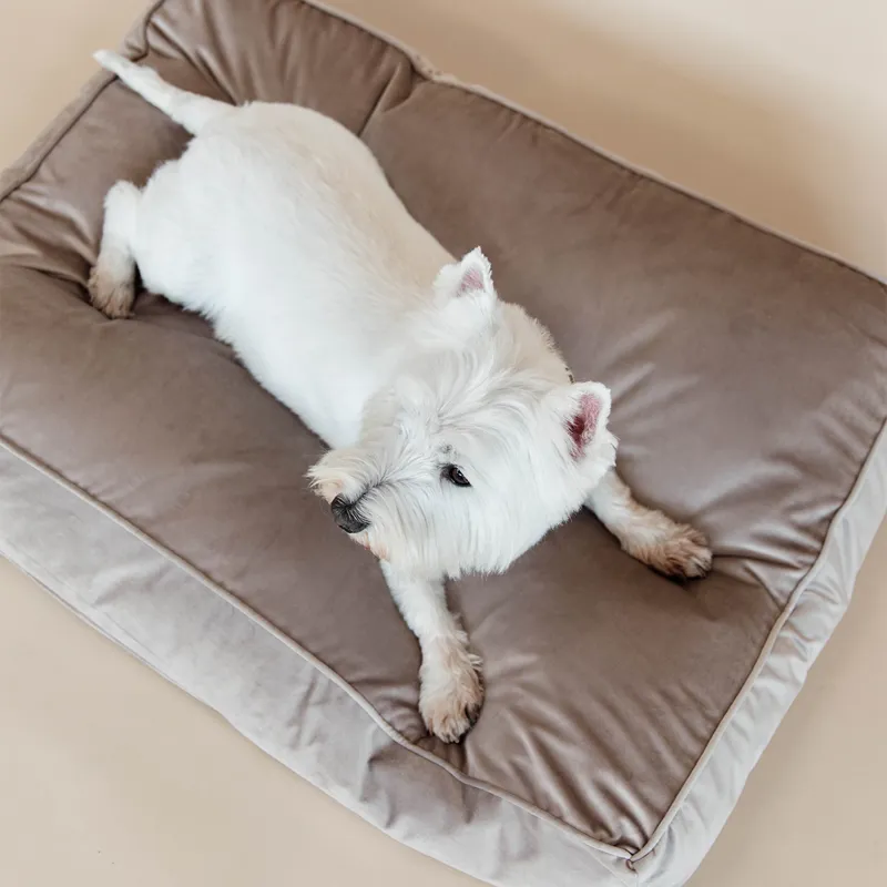 Kentucky Velvet Pillow Dog Bed - Beige-8