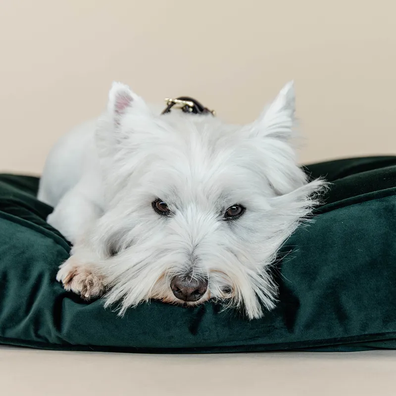 Kentucky Velvet Pillow Dog Bed - Pine Green-7