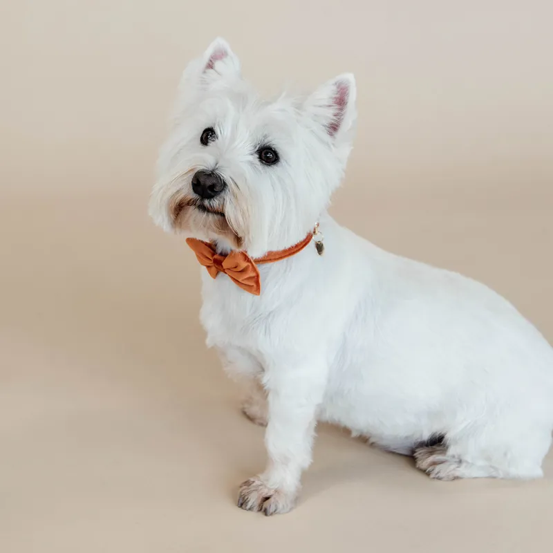 Kentucky Velvet Dog Bow Tie - Orange-2