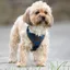 Digby and Fox Tweed Dog Harness - Navy
