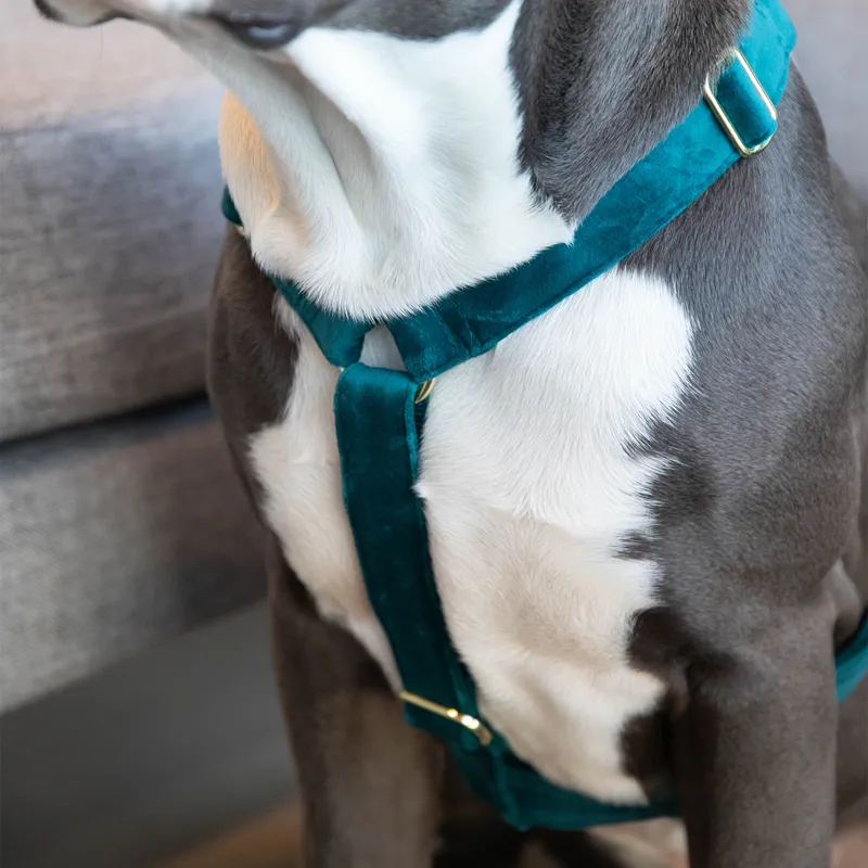 Kentucky Velvet Loop Dog Harness - Emerald-4