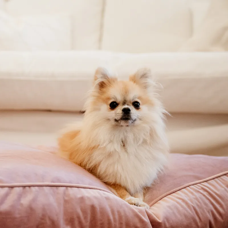 Kentucky Velvet Pillow Dog Bed - Old Rose-9