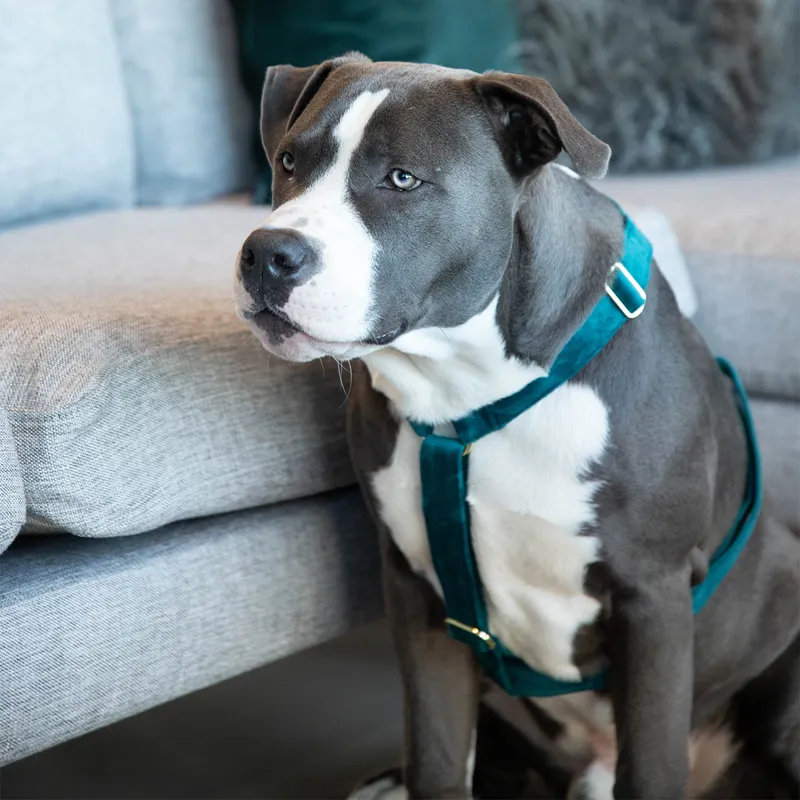 Kentucky Velvet Loop Dog Harness - Emerald