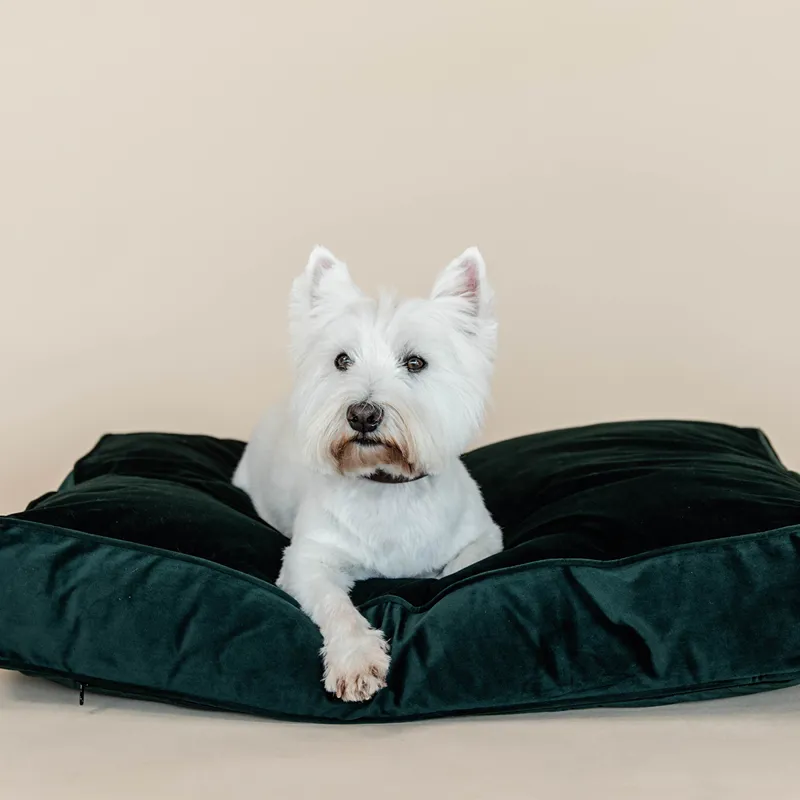 Kentucky Velvet Pillow Dog Bed - Pine Green