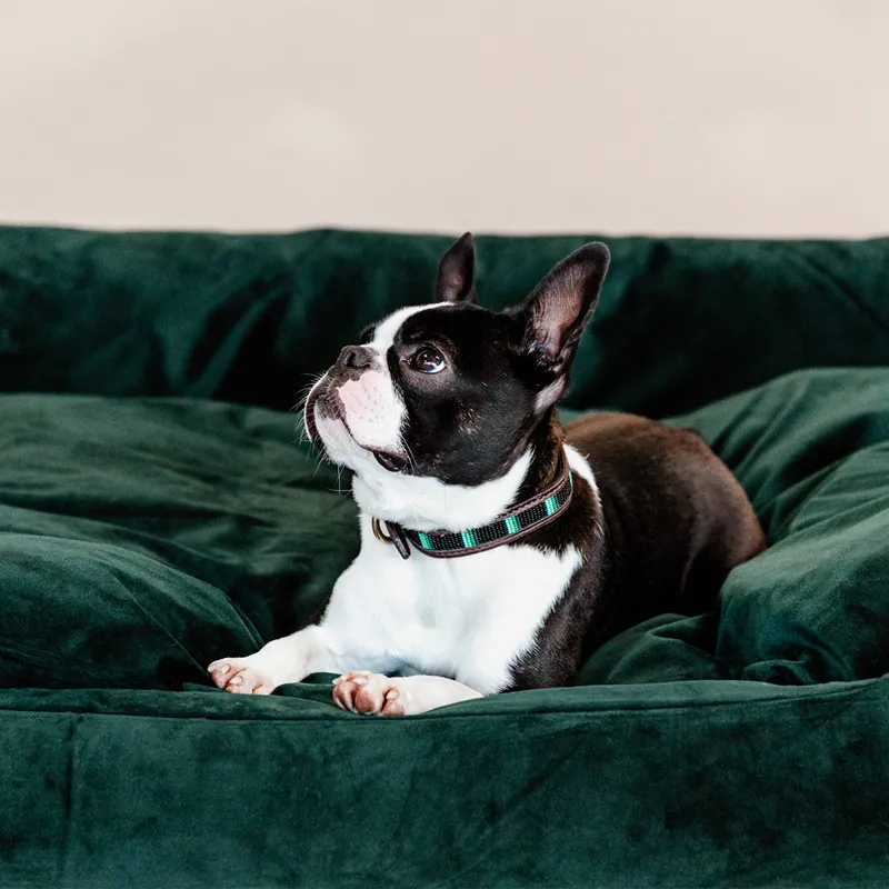 Kentucky Velvet Dog Bed - Pine Green-5