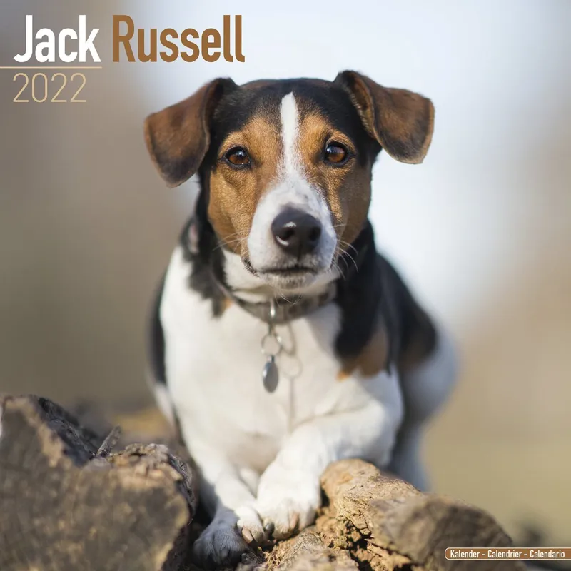Avonside 2022 Calendar - Jack Russel