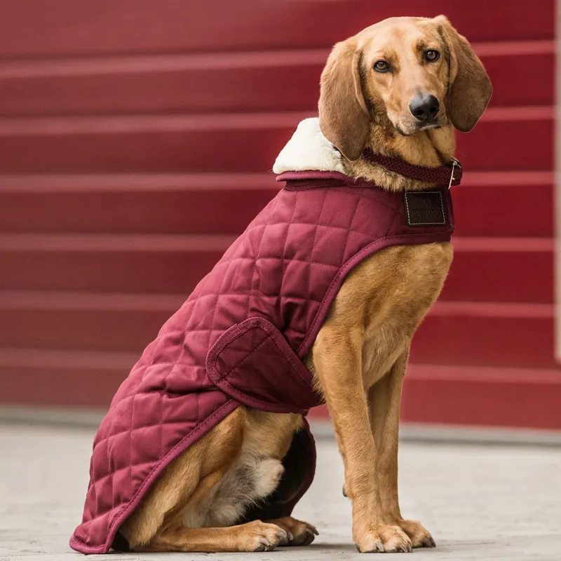 Kentucky Original Dog Coat - Bordeaux-3