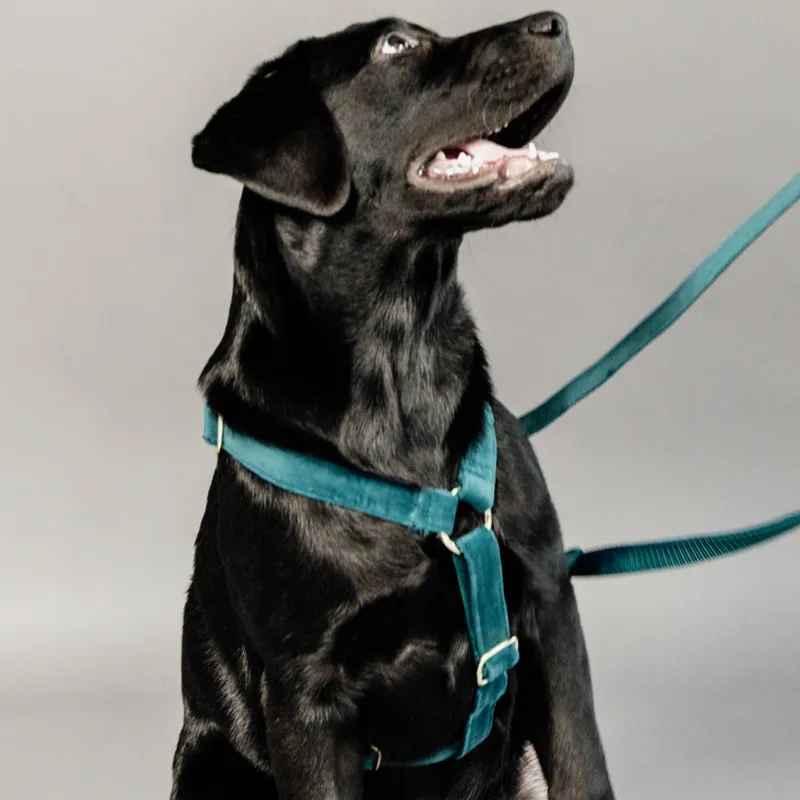 Kentucky Velvet Loop Dog Harness - Emerald-6