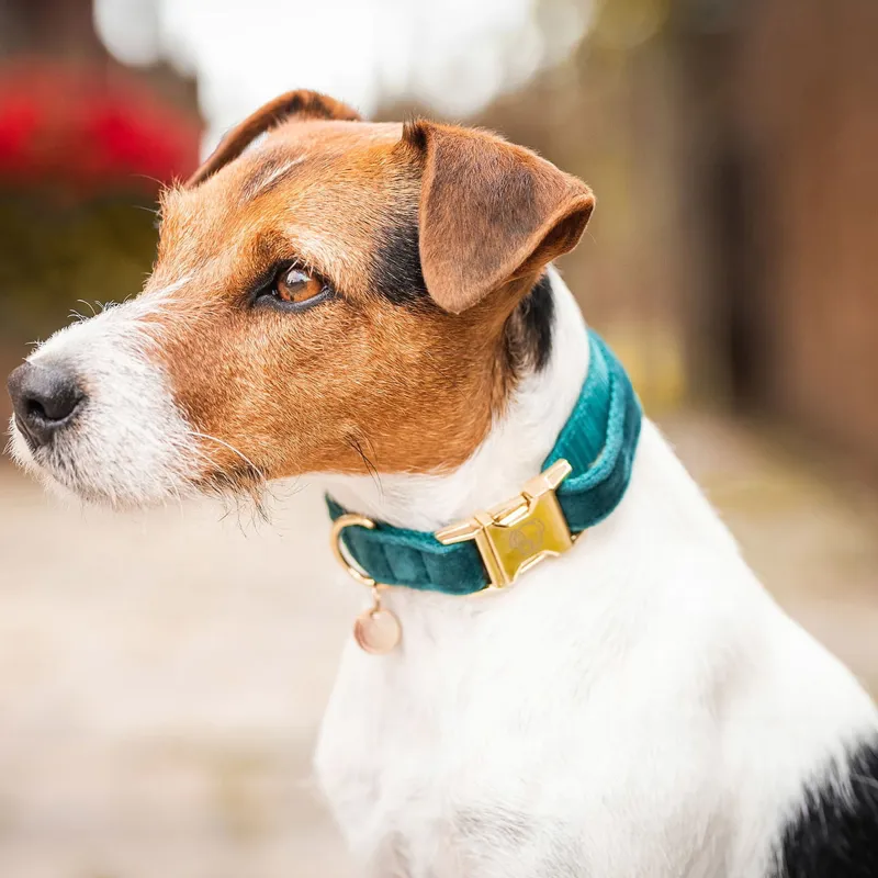 Kentucky Velvet Dog Collar - Emerald