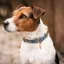 Kentucky Velvet Dog Collar - Light Blue