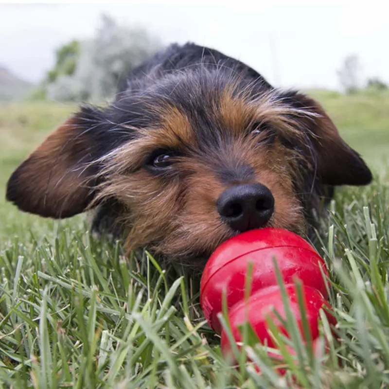 KONG Easy Treat - Peanut Butter-1