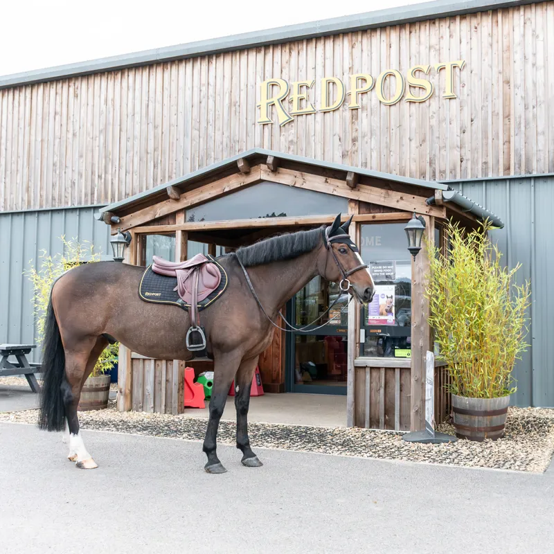 LeMieux x Redpost Suede Close Contact Saddlecloth - Black/Gold-4