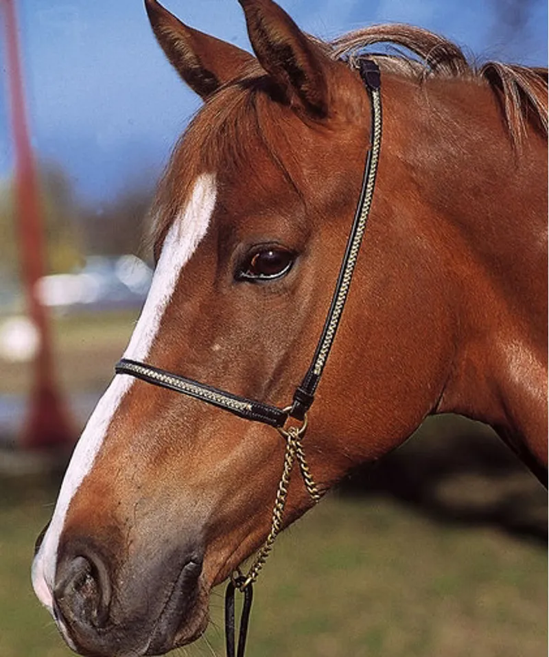 Apollo In-Hand Show Halter - Black/Gold - One Size