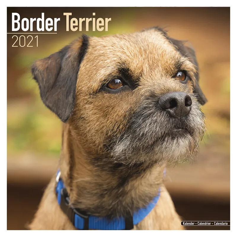 Avonside 2021 Calendar - Border Terrier