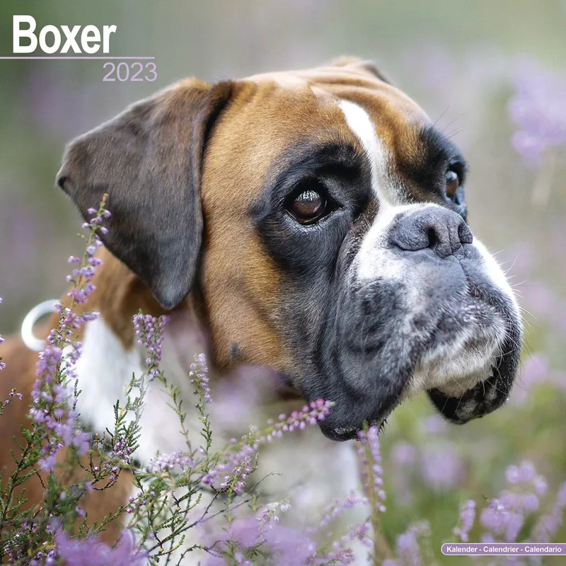 Avonside 2023 Calendar - Boxer