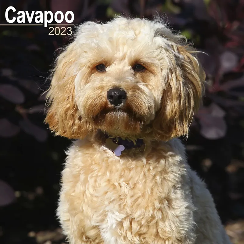 Avonside 2023 Calendar - Cavapoo