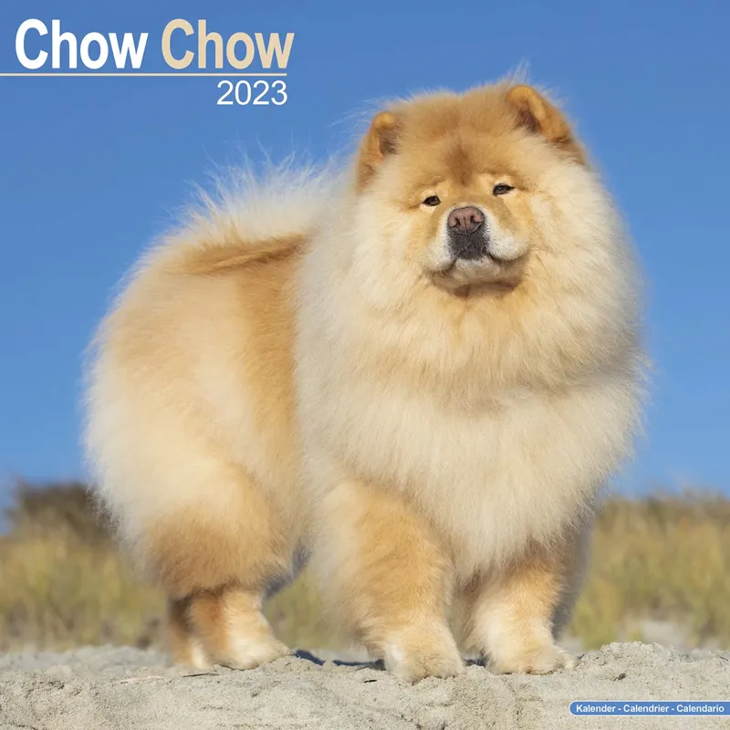 Avonside 2023 Calendar - Chow Chow