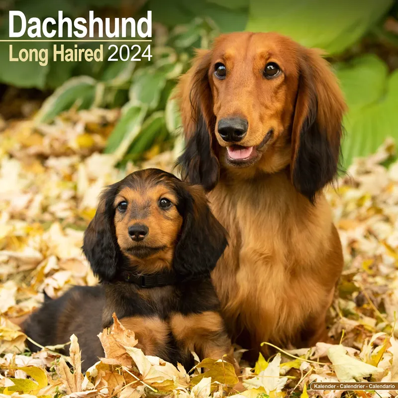 Avonside 2024 Calendar - Long Haired Dachshund