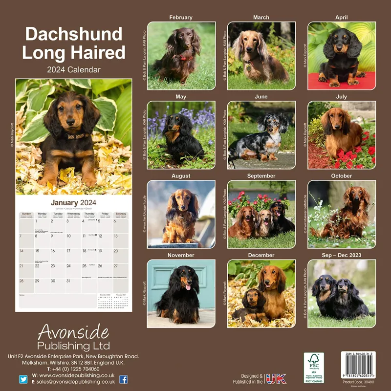 Avonside 2024 Calendar - Long Haired Dachshund-1