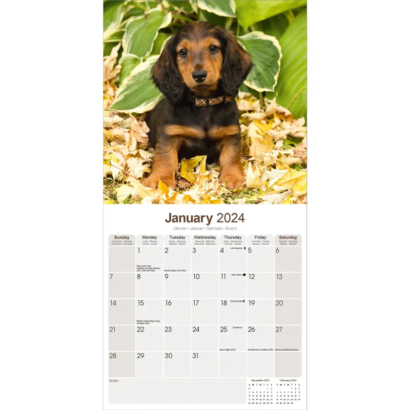 Avonside 2024 Calendar - Long Haired Dachshund-2