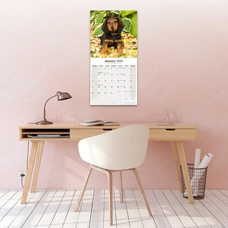 Avonside 2024 Calendar - Long Haired Dachshund-3