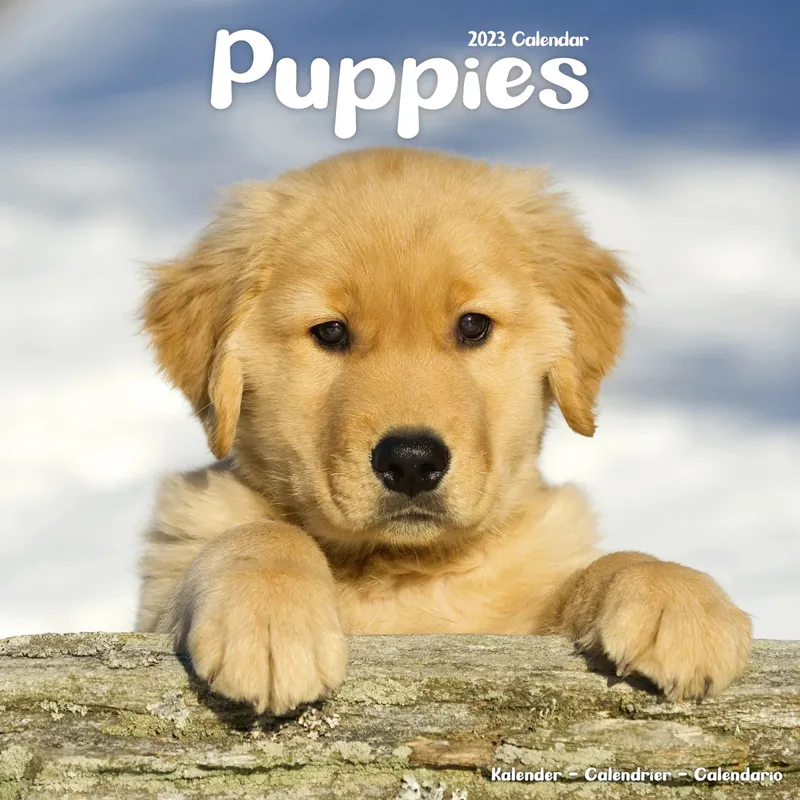 Avonside 2023 Calendar - Puppies