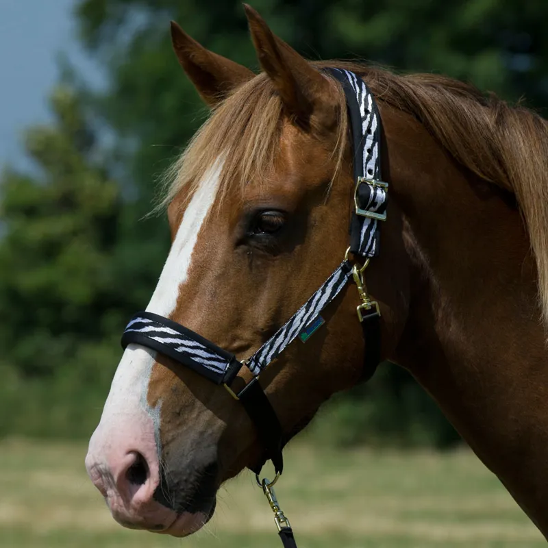 Bucas Comfort Halter Headcollar - Zebra Print