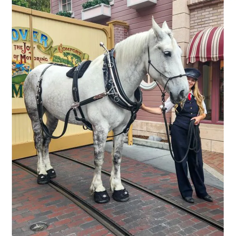 Draft horse on sale boots
