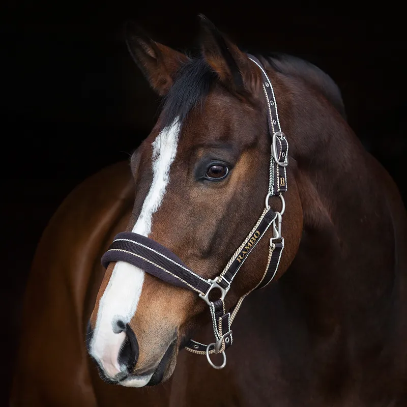 Rambo Padded Headcollar - Whitney Stripe Chocolate