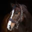 Rambo Padded Headcollar - Whitney Stripe Chocolate