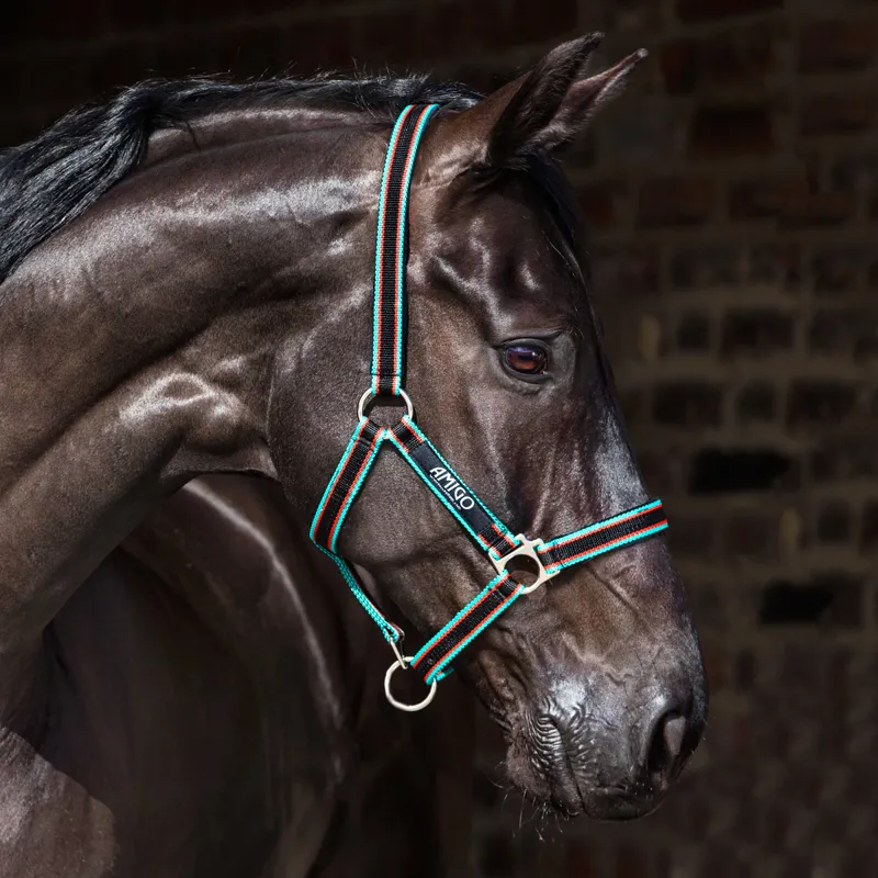 Black//Teal//Dark Cherry Amigo Horseware Jersey Horse Cooler Rug