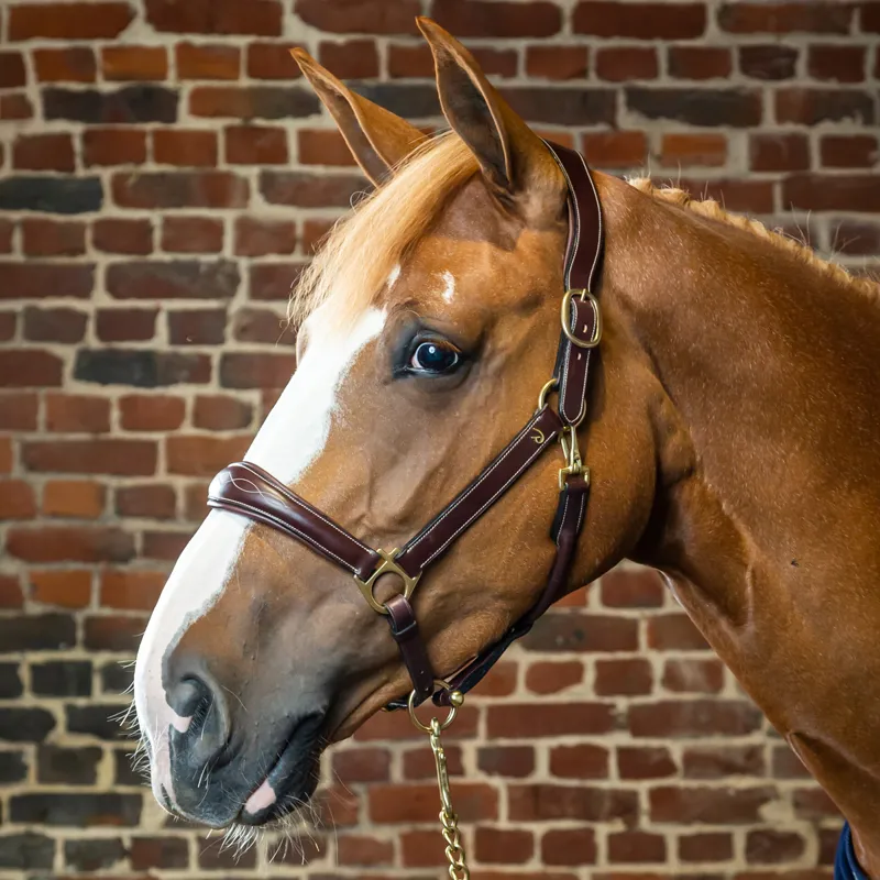 Dy'on Anatomical Leather Headcollar - Brown