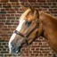Dy'on Anatomical Leather Headcollar - Brown